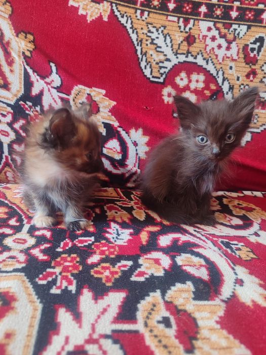 Отдам котят в добрые руки