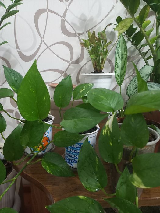 Продам комнатные цветы