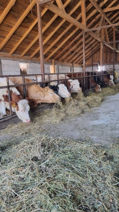 Vând 10 junici baltata Românească