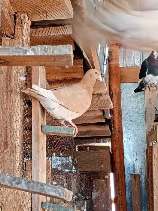 Vând porumbei galbeni și straseri