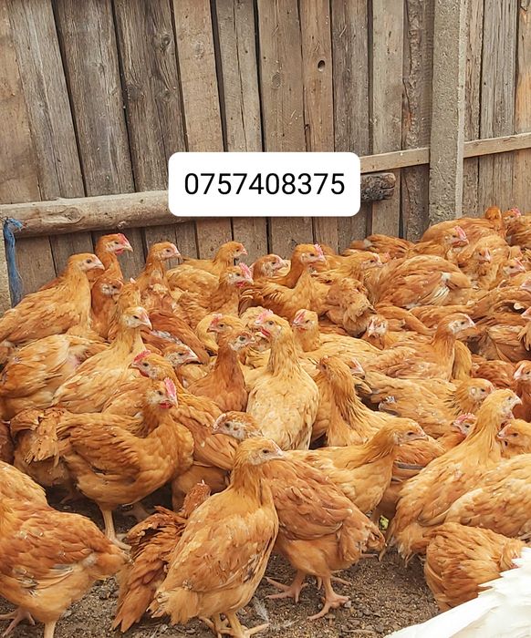 Pui rasa mixta carne si ouă Greci • OLX.ro