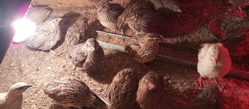 Япон манжур бедана сотилади 35 кунлик