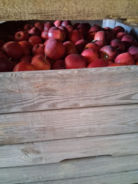 Mere de vanzare calitate extra lux.