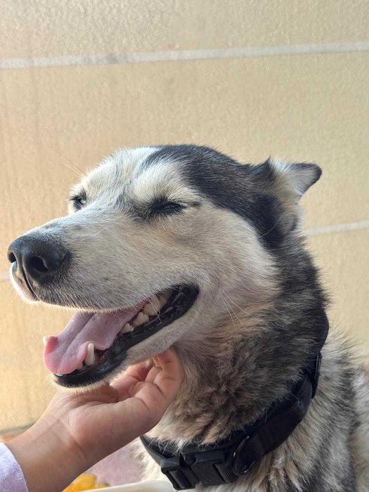 Хаски отдам в хорошую руку