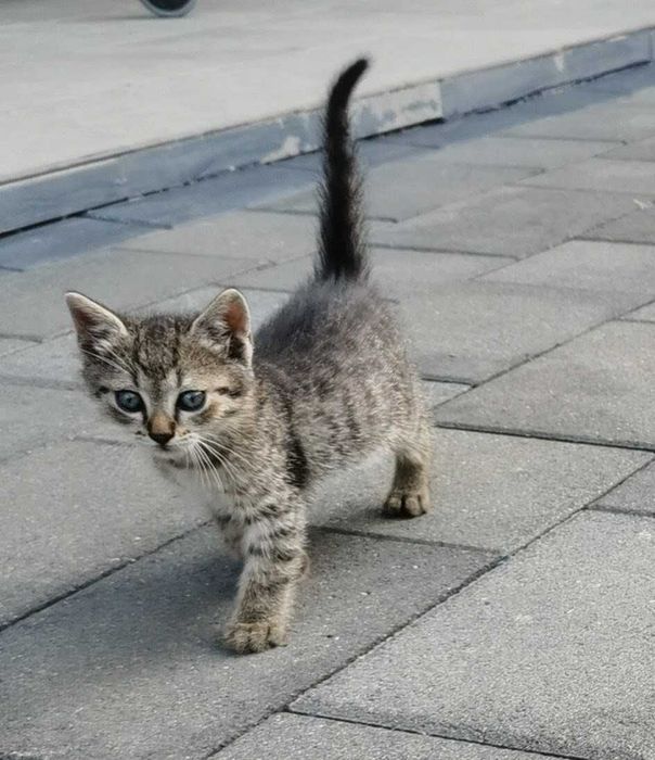 Donăm pui de pisică (1 motănel + 1 pisicuță)