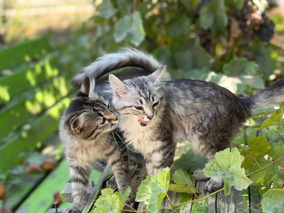 Срочно уличные котята ищут дом