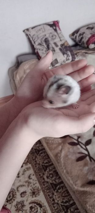 Отдам даром сирийских хомяков