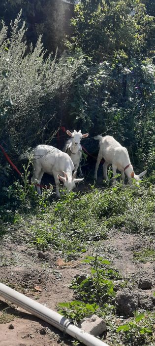 Продам зайнесанских коз