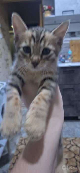 Продаются котята Бенгалы