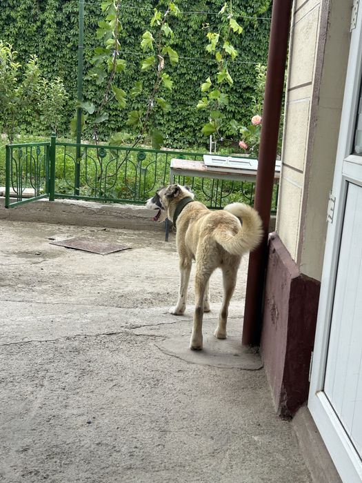 Отдам в хорошие руки