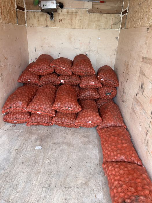 Картофель семена