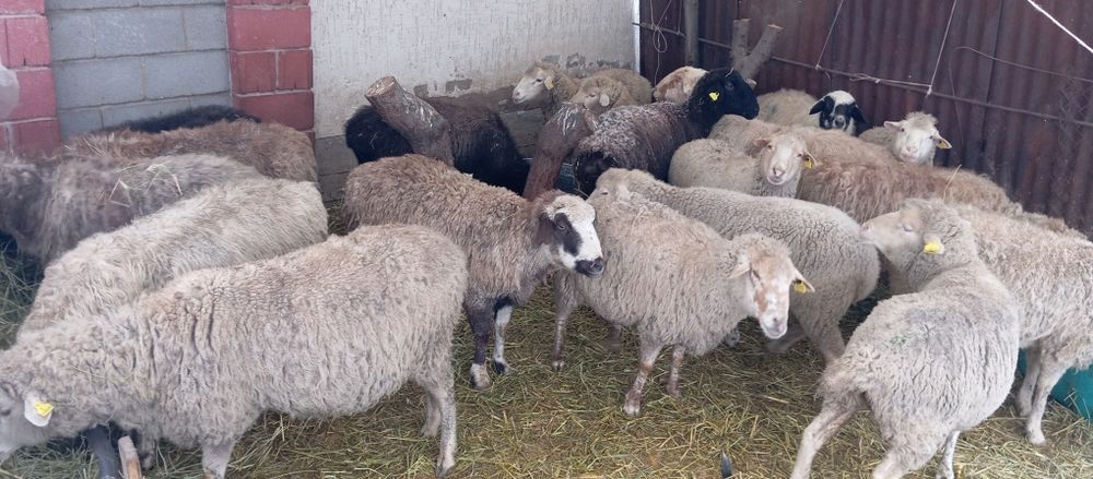 Бараны. котные. 22