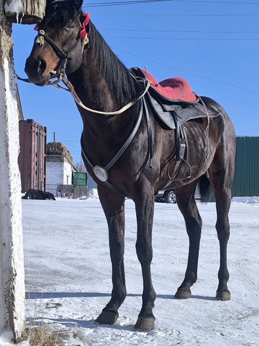Айгыр жеребец! классный