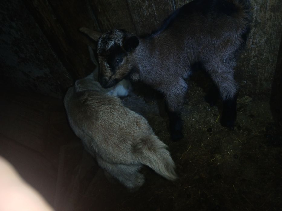 Iezi mici de vanzare fătați in 8 februarie