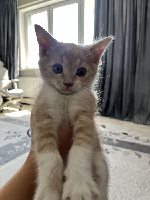 Котенок, мальчик