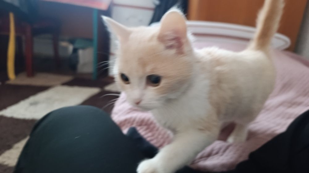 Продам Кошку турецкий ангора