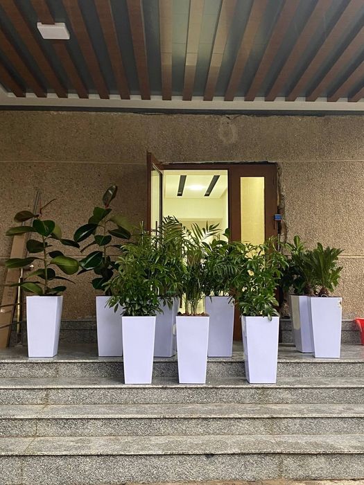 Офисные растения по самым низким ценам! Цветы в горшках