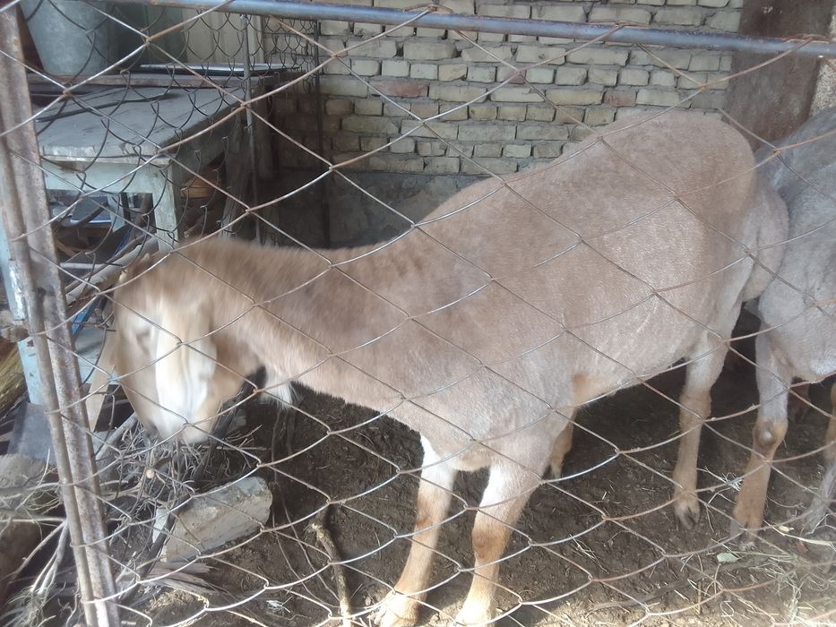 Зотга Арашан кучкор