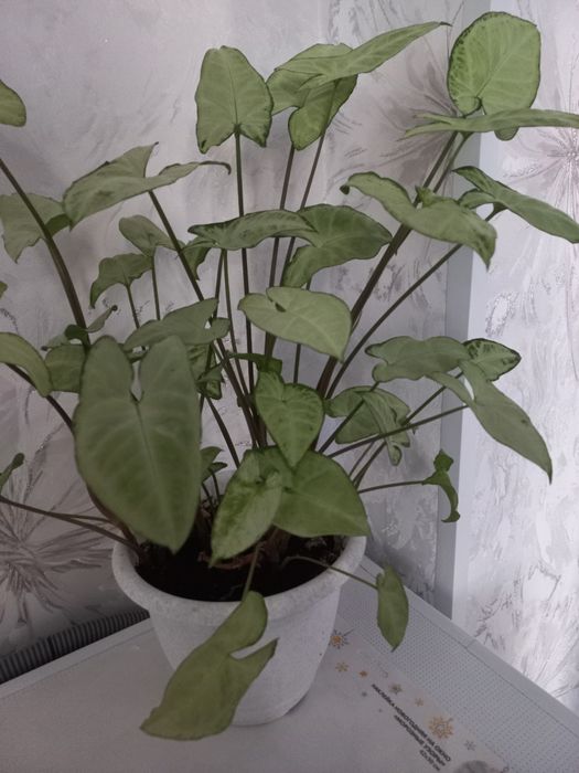 Продам  комнатное  растение - сигнониум