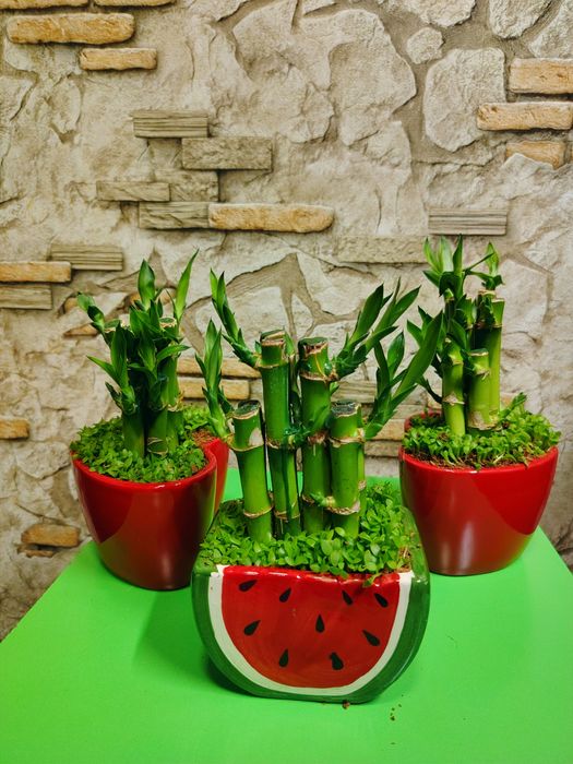 Комнатные растения для дома