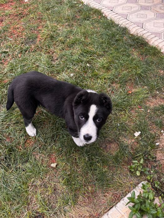 Отдам даром  сабачку