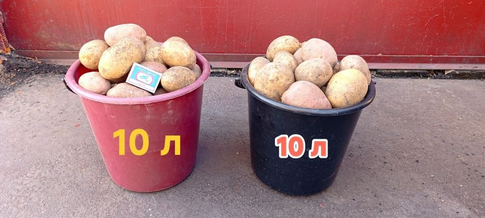 Продам картофель