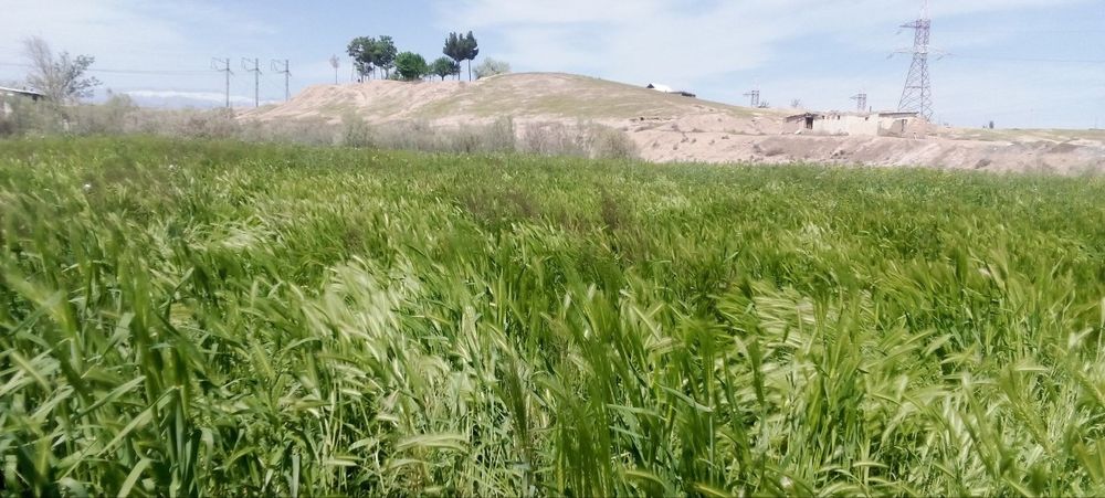 Yer sotiladi 18 sotix muljal Qumqoʻrgʻon neftibaza