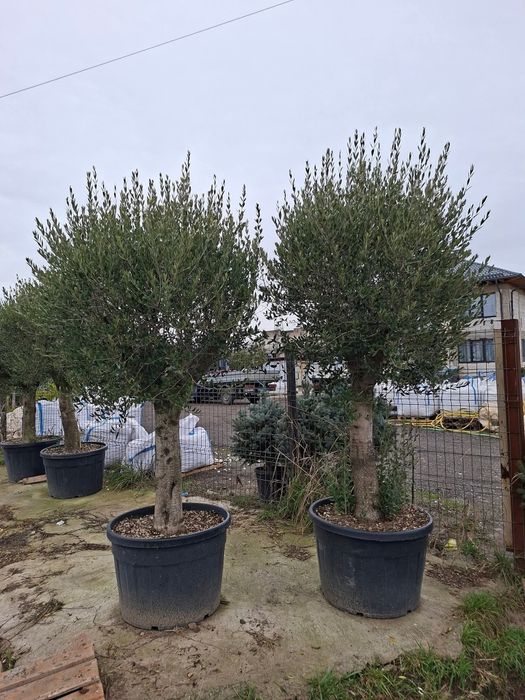 Plante ornamentale