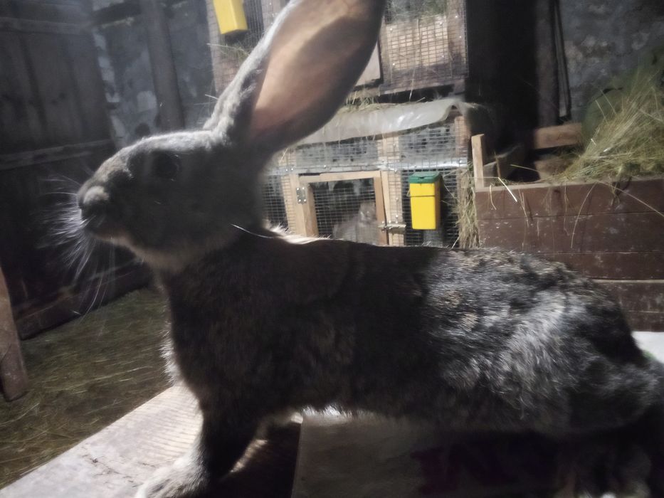 Продавам зайци Великани