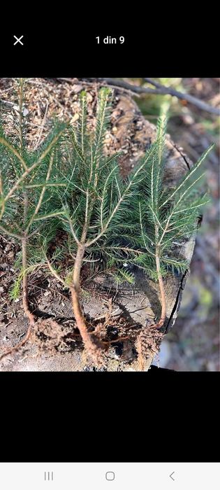 Puieti ,mesteacan,tei,