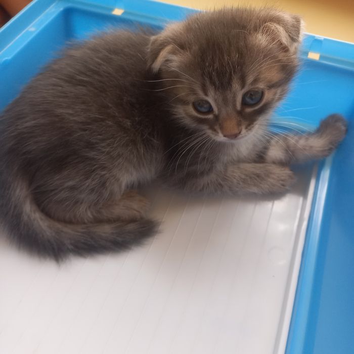 Вислоухие котята 1 мес мальчик и девочка