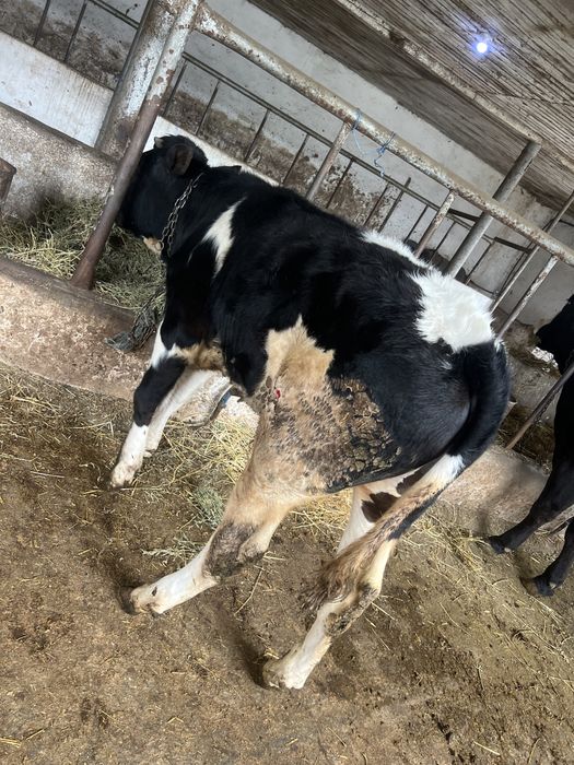 Vand tauras 8 luni albastru belgian