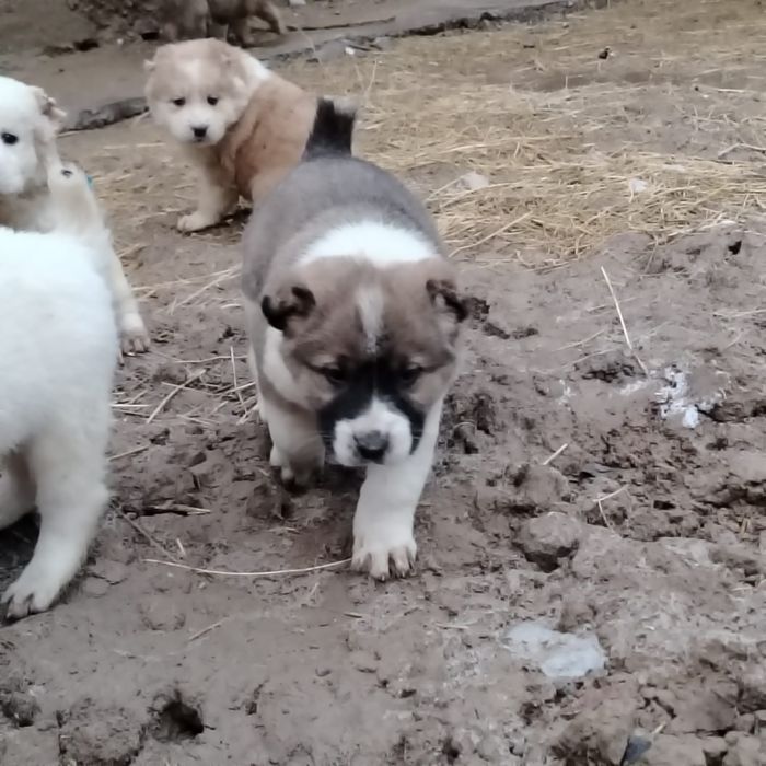 Күшіктер сатылады