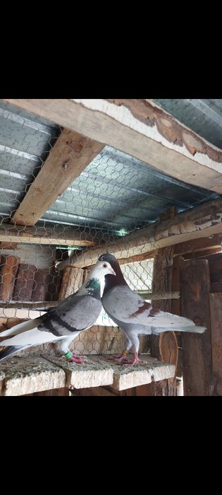 Porumbei voiajori și turturele râzătoare