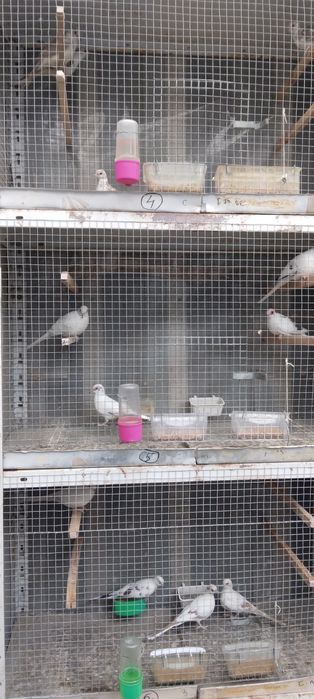 Диамантени гугутки