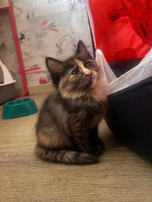 Отдам котят в добрые руки