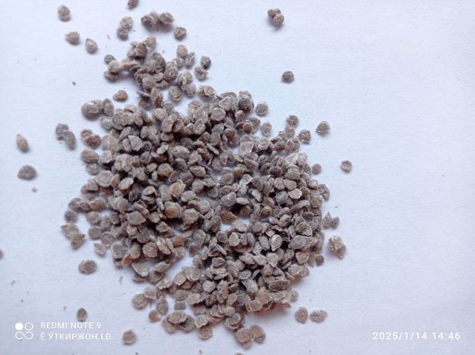 Томат Юсуповский розовый семена