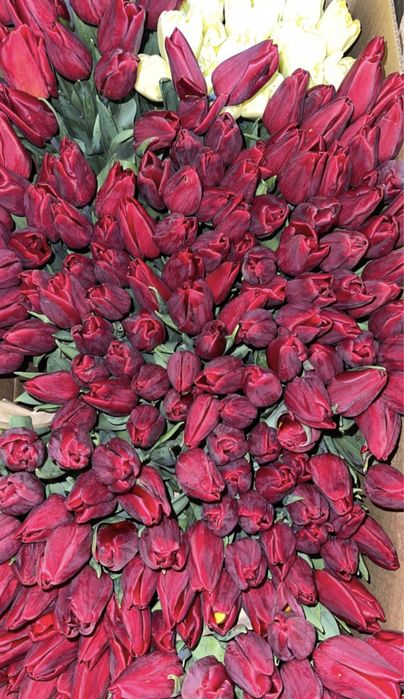 Голладнские тюльпаны оптом