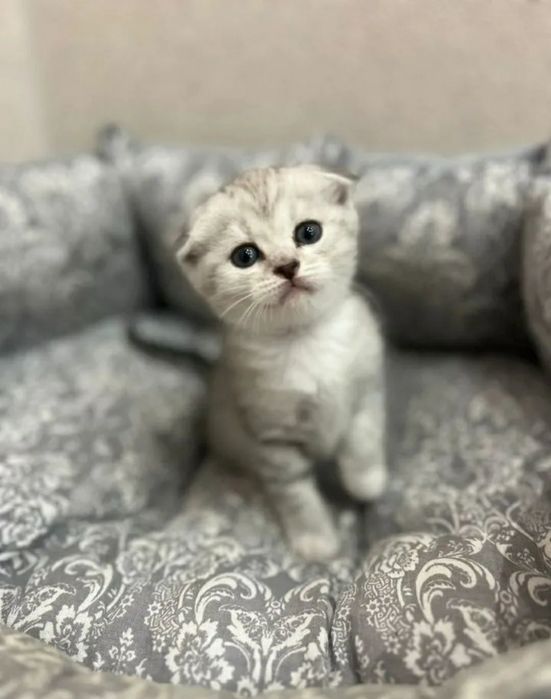 шотландский вислоухий котенок