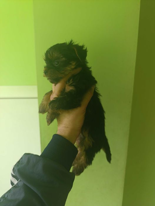 Йоркширски териери