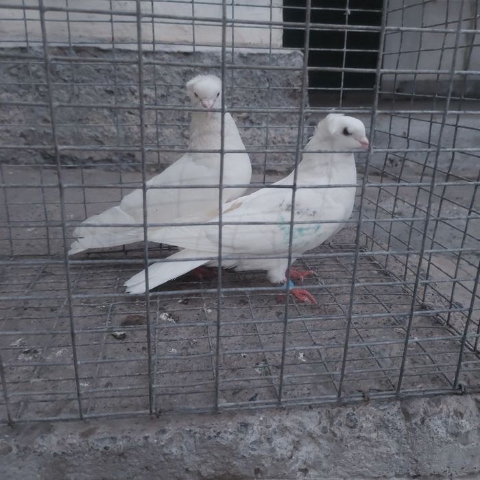 Бели чубати бровястые пара гатовый