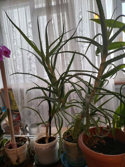 Продам алое 3года