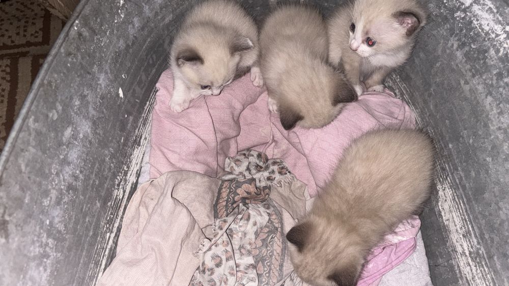 Котята срочно отдам