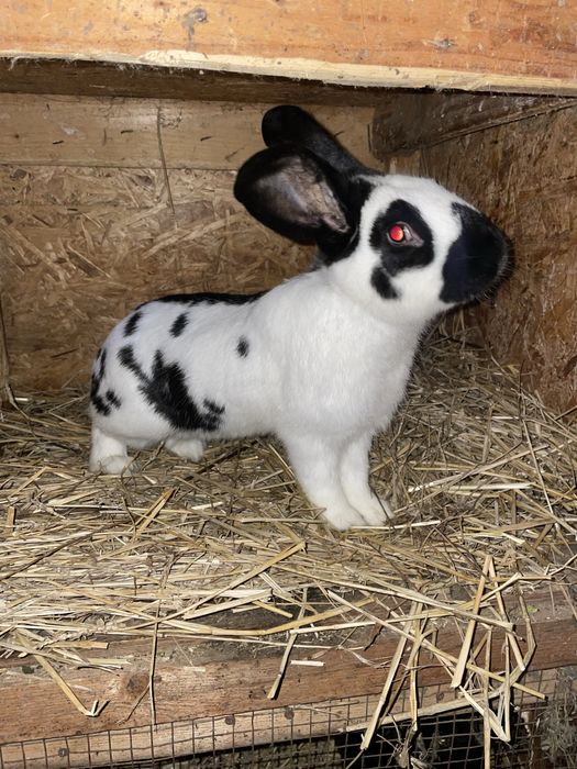 De vânzare un mascul de fluture german