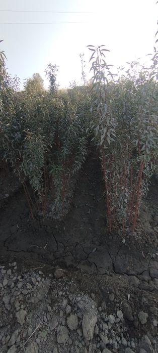 Mevali koʻchatlar sotiladi