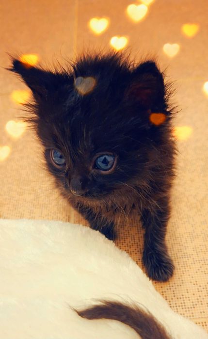 Adoptie pui de pisica negrii si pufosi Bujoreii