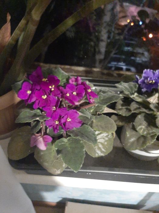 Продам сортовые фиалки