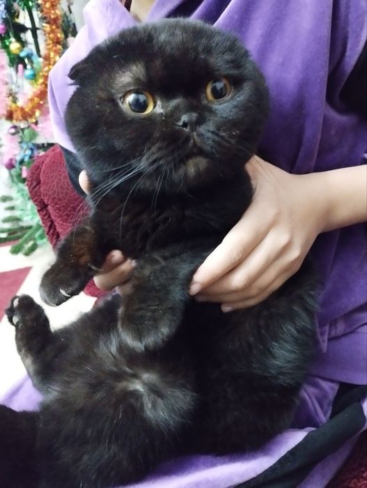 Угил бола британски веслаухи