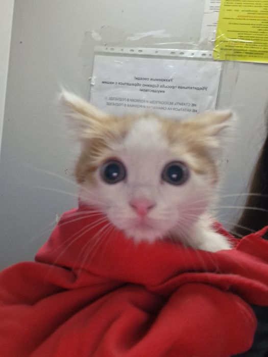 Милый котенок ищет дом