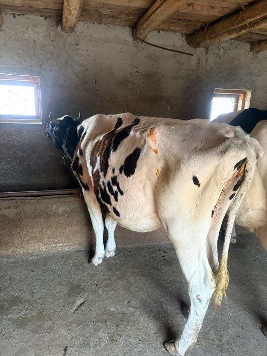 Vând vaca Holstein prima fatare